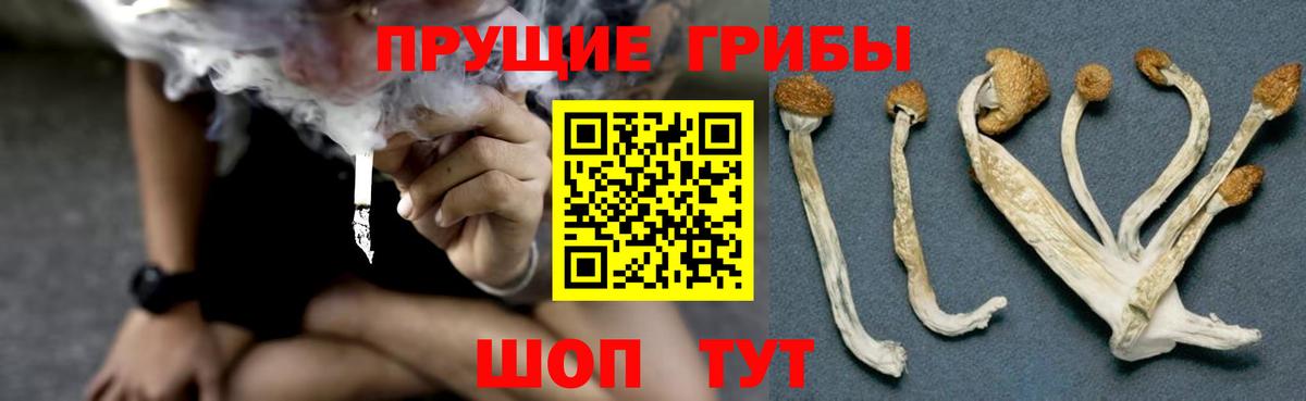 Псилоцибиновые грибы Psilocybine cubensis Мичуринск